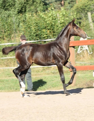 Klicka för att förstora bild