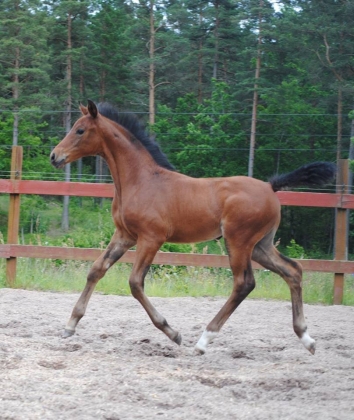 Klicka för att förstora bild