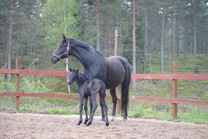 Klicka för att förstora bild