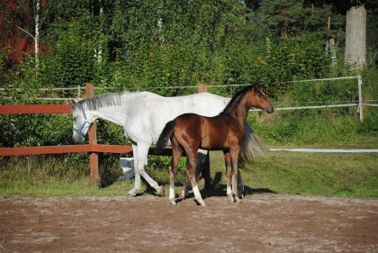 Klicka för att förstora bild