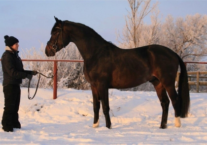 Klicka för att förstora bild