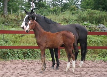 Klicka för att förstora bild