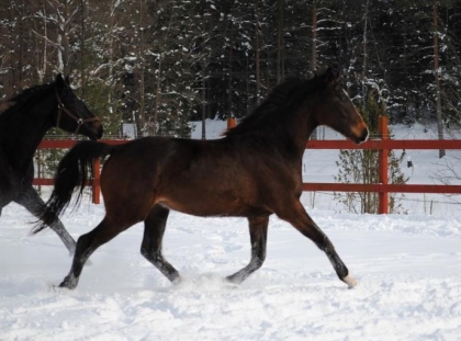 Klicka för att förstora bild