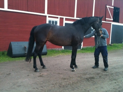 Klicka för att förstora bild